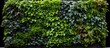 © 2rogan - Urban greening through geveltuin and vertical gardening for climate adaptation With copyspace for text