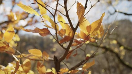 Wall Mural - Slow motion of autumn leaves on a branch in october