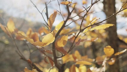 Wall Mural - Slow motion of autumn leaves on a branch in october