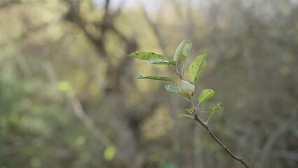 Wall Mural - Slow motion of green bush in autumn in october