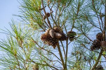 Wall Mural - pine cones on pine branches