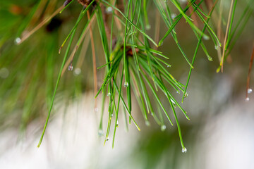 Wall Mural - drops of rain on pine needles