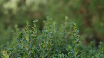 Wall Mural - Slow motion of green bush in autumn in october