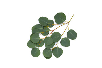 Green leaves of eucalyptus on white