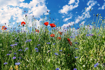 Canvas Print - Red poppies and blue cornflowers. Blooming Pentecost field	
