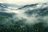 Fototapeta Las - Aerial view of a misty forest on a foggy day.