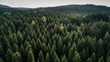 A bird's eye view of a pine forest naturalism anamorphic