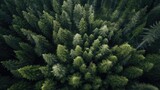 A bird's eye view of a pine forest naturalism anamorphic