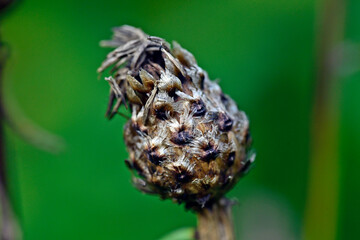 Canvas Print - Fruchtstand der Wiesen-Flockenblume // Brown knapweed (Centaurea jacea)