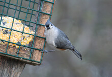 Tufted Titmouse On Bird Feeder In Indianapolis, Indiana, US