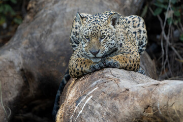 Wall Mural - Jaguar (Panthera onca) resting  in the wetlands of the Cuiaba River in the Northern Pantanal in Mata Grosso in Brazil