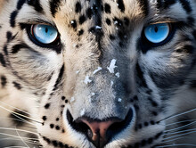 A Striking Close-up Of A Snow Leopard's Piercing Blue Eyes. Beautiful Macro Photo