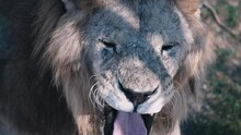 A Huge White Lion Yawns. The Lion's Tongue. The Lion Is Close-up