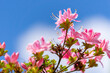Rosa Blumen vor blauem Himmel