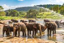 Herd Of Elephants In Sri Lanka