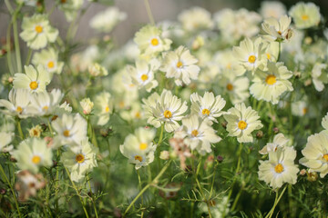 group of light garden cosmos flowers (genus cosmos). use as beautiful background.