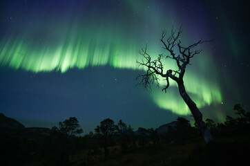 The Old Tree and the Northern Lights
Another evening with extremely active Northern Lights, KP4-5 activity, it became a  G2 geomagnetic storm !