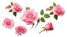 Set / Collection Of Beautiful Pink Roses, Flowers, Buds And Leaf, Isolated Over A Transparent Background, Cut-out Floral, Perfume / Essential Oil Or Garden Design Elements, Top View / Flat Lay, PNG