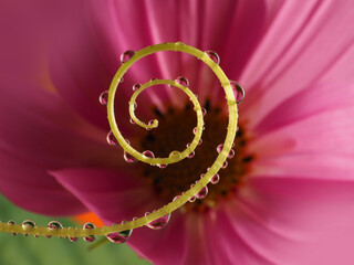 Canvas Print - flower with dew dops - beautiful macro photography with abstract bokeh background