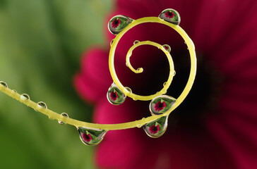 Poster - flower with dew dops - beautiful macro photography