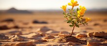 Italian Senna Blooms On Sandy Soil In Mauritania Africa S Southwestern Desert Edge