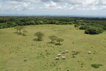 Poster - Animal pasture green meadow