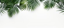 Minimalist Palm Leaf Pattern Composition On White Background