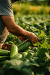 farmer picking zucchini