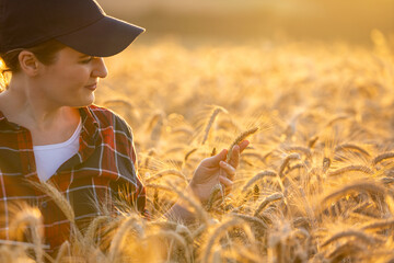 Woman farmer touches the ears of wheat on an agricultural field.