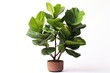A lush and evergreen Ficus lyrata, also known as a fiddle leaf fig, gracing a modern interior space.