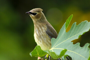 Canvas Print - Bandit Bird with Fig Leaf 05