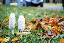 Two White Autumn Mushrooms On A Background Of Green Grass And Colorful Autumn Leaves