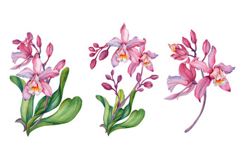 Wall Mural - Pink orchid, Orchid aliment set with floral arrangements.