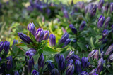 Fototapeta Maki - Blurred floral background with purple flowers of Gentiana septemfida. 