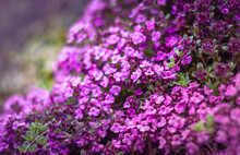 Blurred Backgroud With Dense Carpet Of Small Purple Phlox Flowers. 