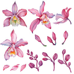 Wall Mural - Pink orchid, Orchid aliment set with floral arrangements.