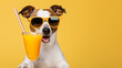 A happy jack russell drinks an orange, citrus drink or soft drink, on a yellow background