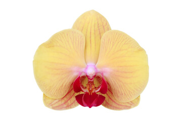 Wall Mural - Blooming Yellow Phalaenopsis Orchid Flower Isolated on White Bac