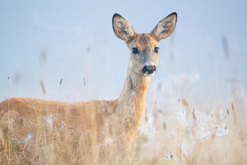 Wall Mural - Roe deer portrait in the misty weather