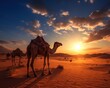 © Nipon - camels in the desert at sunset with beautiful sky.