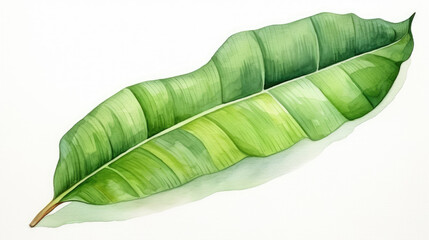 Sticker - watercolor of banana leaf isolated