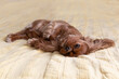 Cute dog, cavalier spaniel resting on yellow blanket