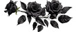 Set of isolated buds, flowers, leaves and black rose flowers on transparent background. cut flower elements, garden themed designs. Top view high quality PNG.