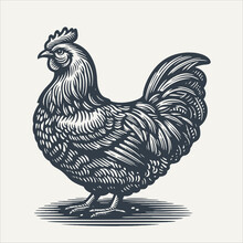 Chicken. Vintage Woodcut Engraving Style Vector Illustration.	
