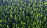 Fototapeta Las - 上空から見た針葉樹林の風景