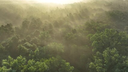 Wall Mural - foggy morning over the forest