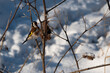 zczygieł siedzący na uschniętym krzaku zimą