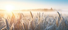 Spring Frosts Damaged Winter Crops And Frozen Plants In The Meadow At Sunrise Affecting The Sowing Of Wheat In Agricultural Fields Covered With Hoarfrost During The Spring Campaign
