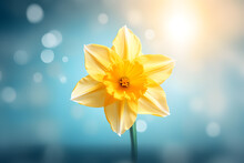 Banner With A Beautiful Yellow Daffodil On A Blue Background
