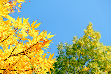 ash tree branch with yellow leaves in autumn on blue sky background. bright colors. beauty in nature
